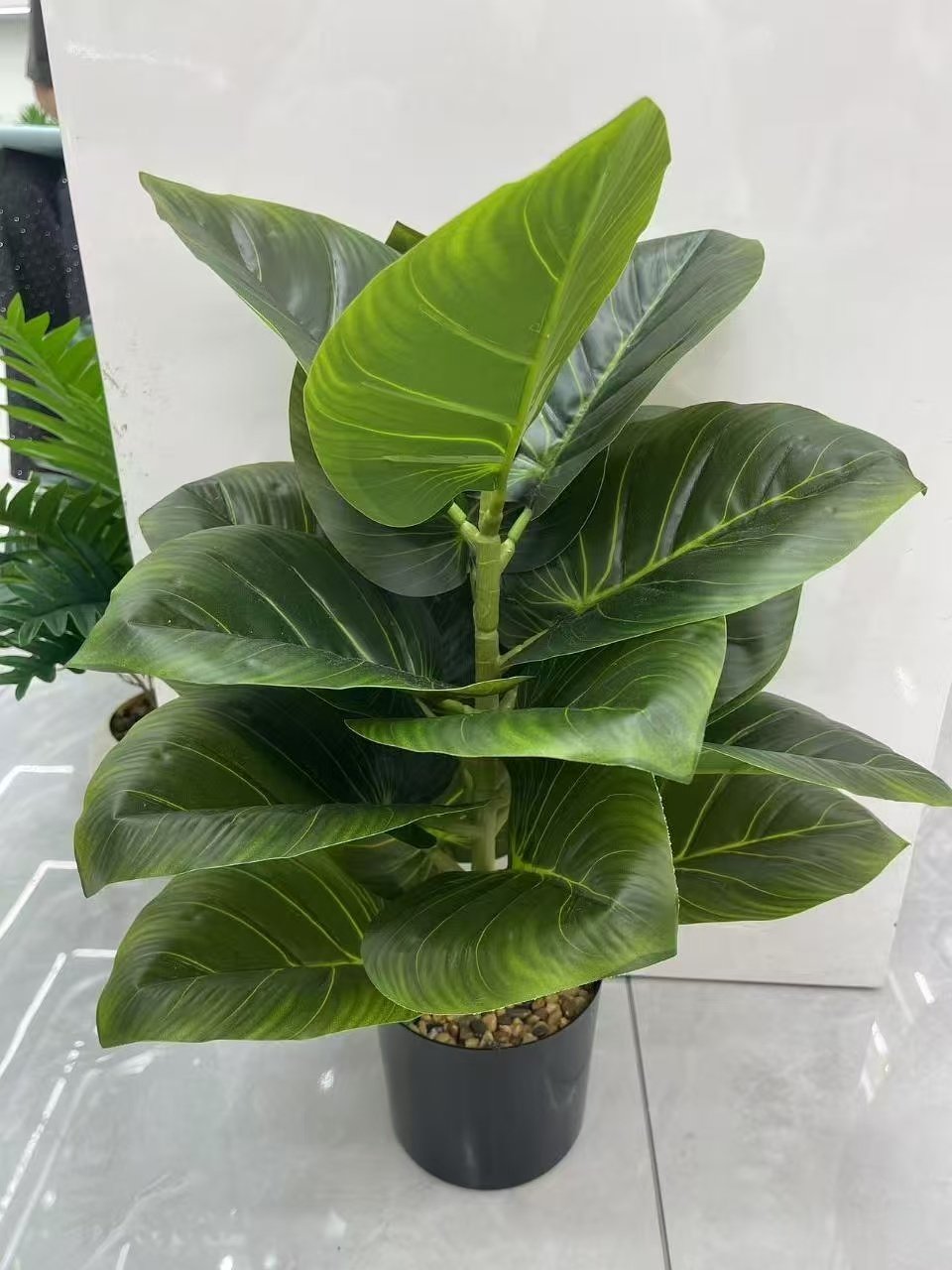Bonsai (22)